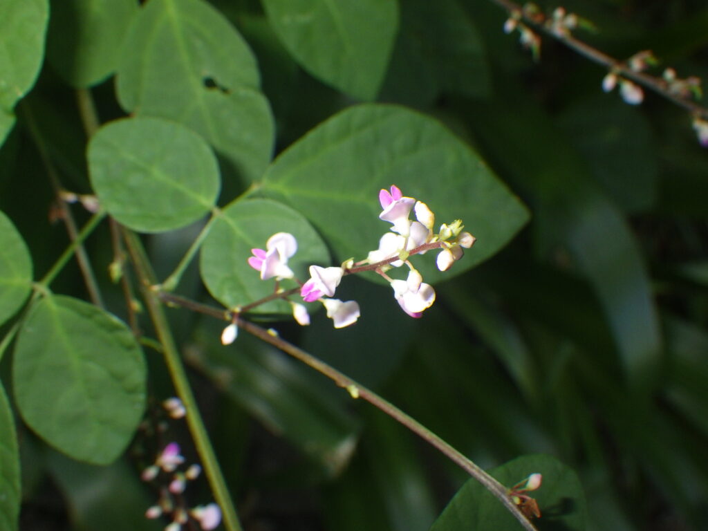 ヤブハギの花