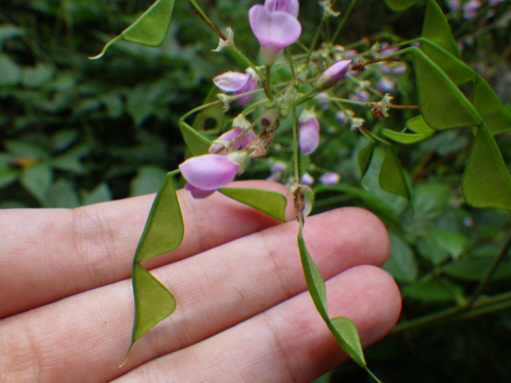 フジカンゾウの花、果実