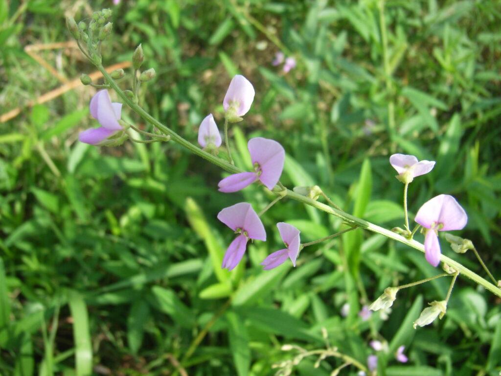 アレチヌスビトハギの花