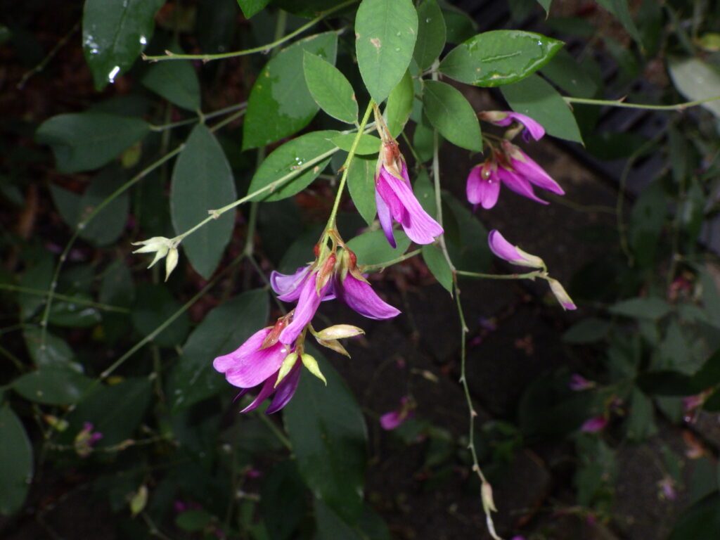 ニシキハギの花