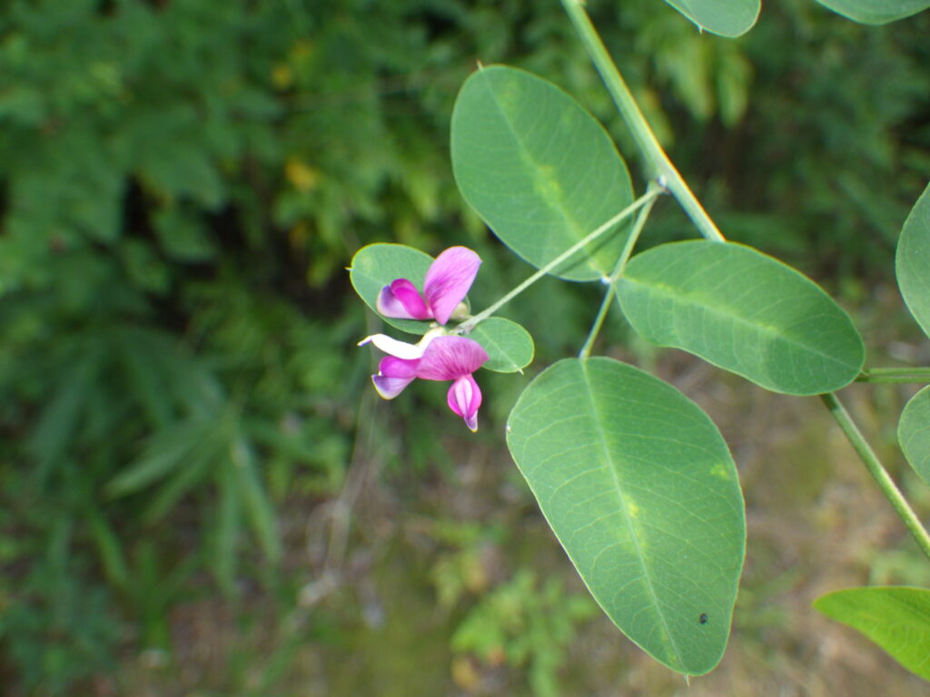 ヤマハギの花
