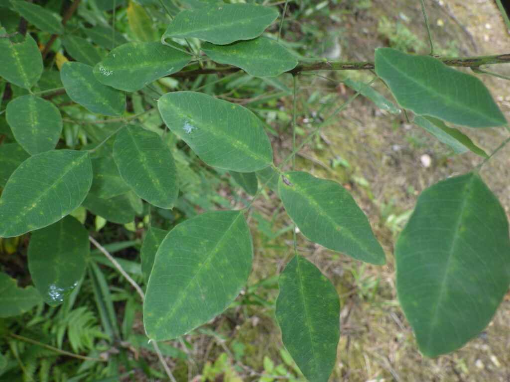 ヤマハギの葉上面