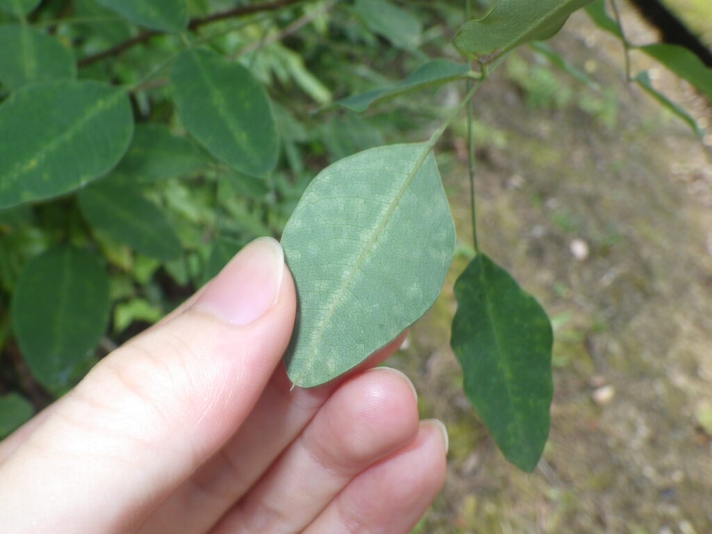 ヤマハギの葉下面