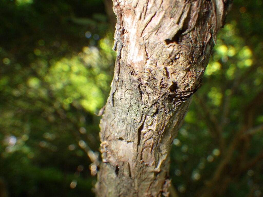 キハギの樹皮