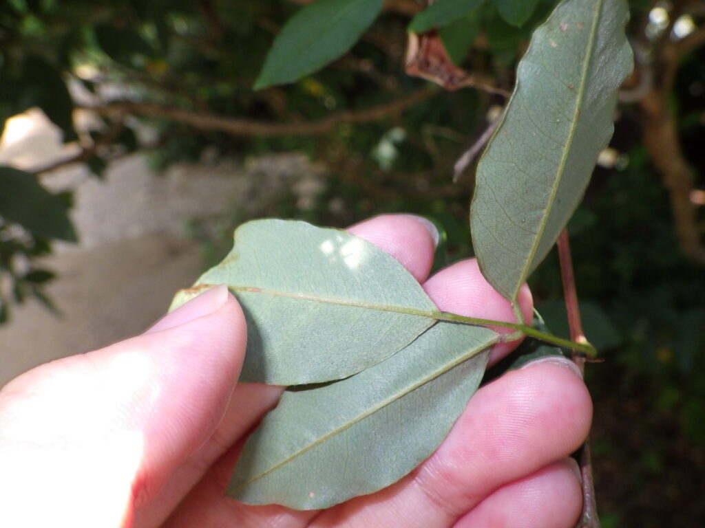 キハギの葉下面