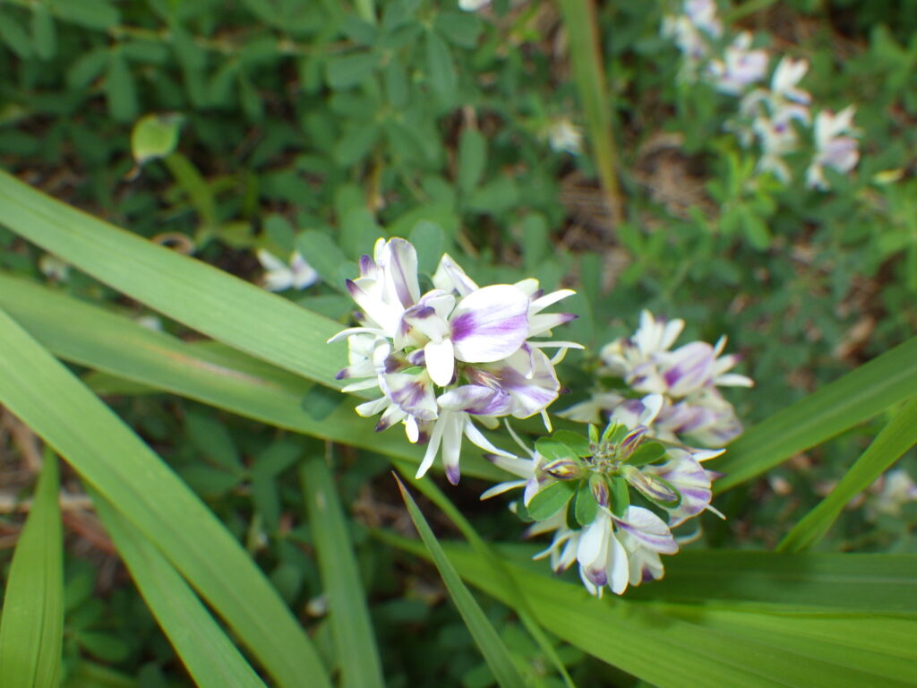 ハイメドハギの開放花
