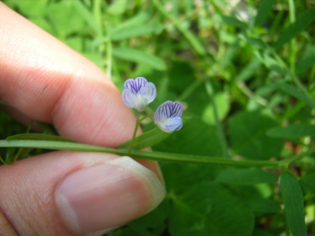 カスマグサの花