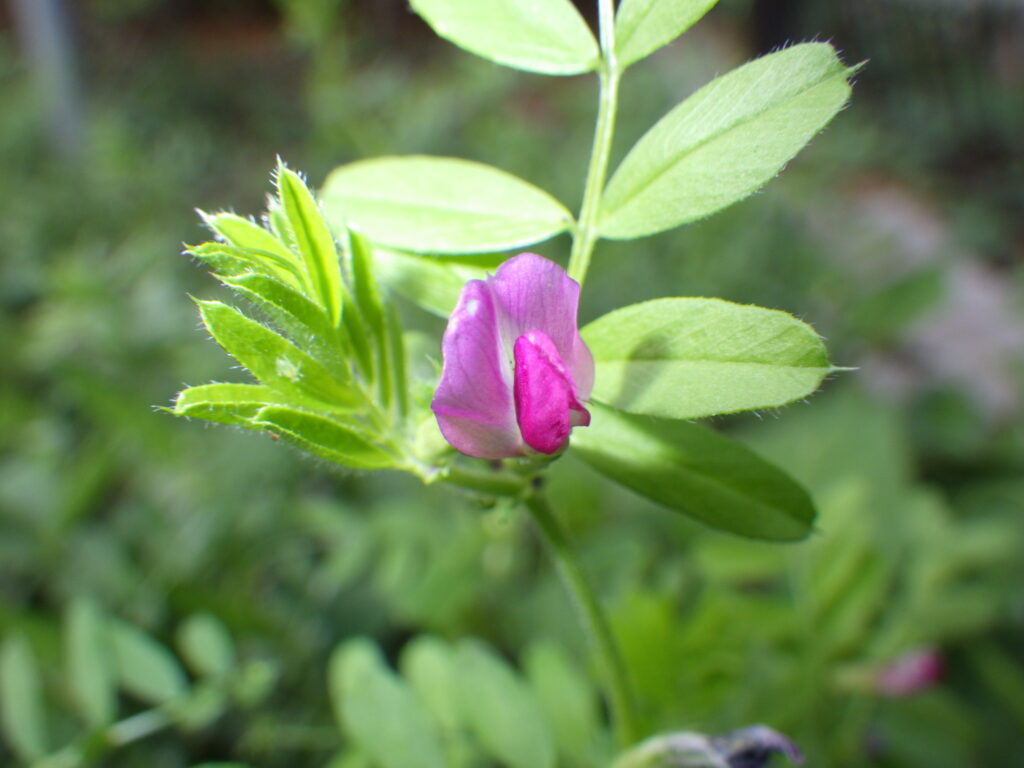 ヤハズエンドウの花