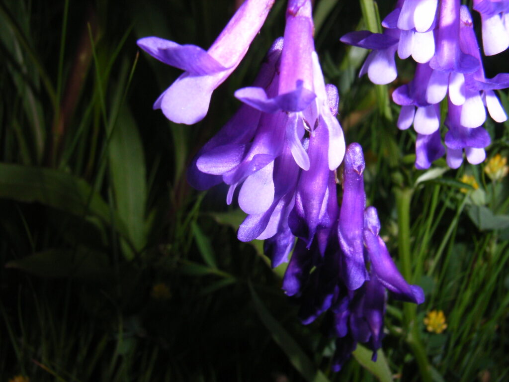 ナヨクサフジの花