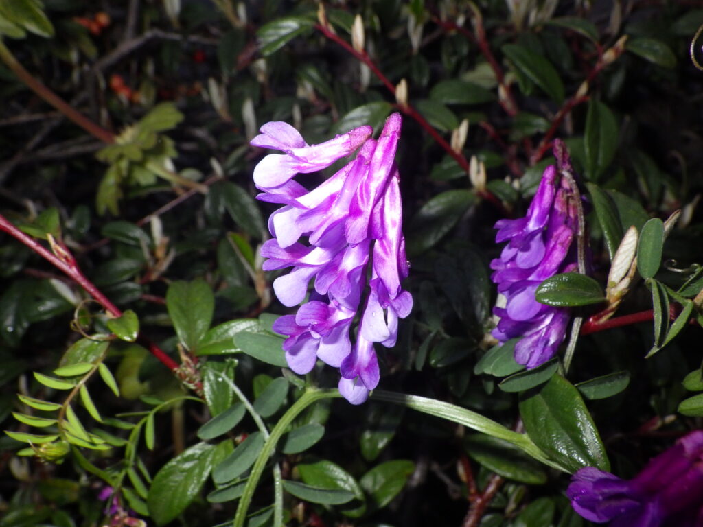 ナヨクサフジモドキの花