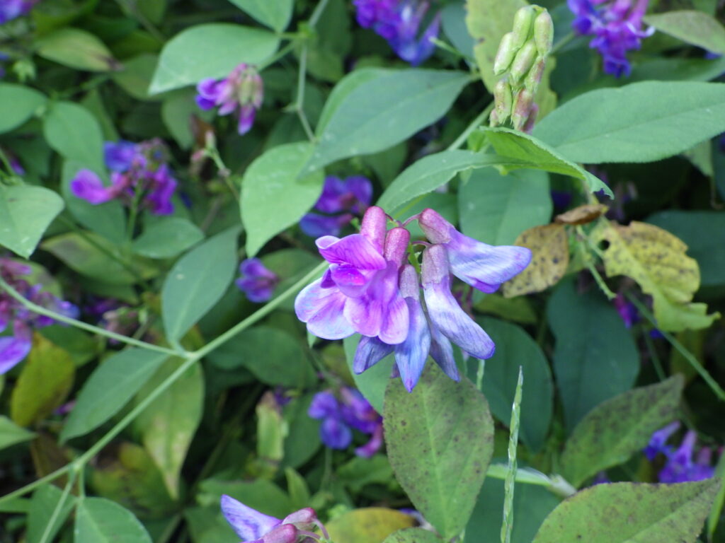 ナンテンハギの花