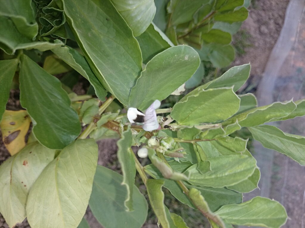 ソラマメの花