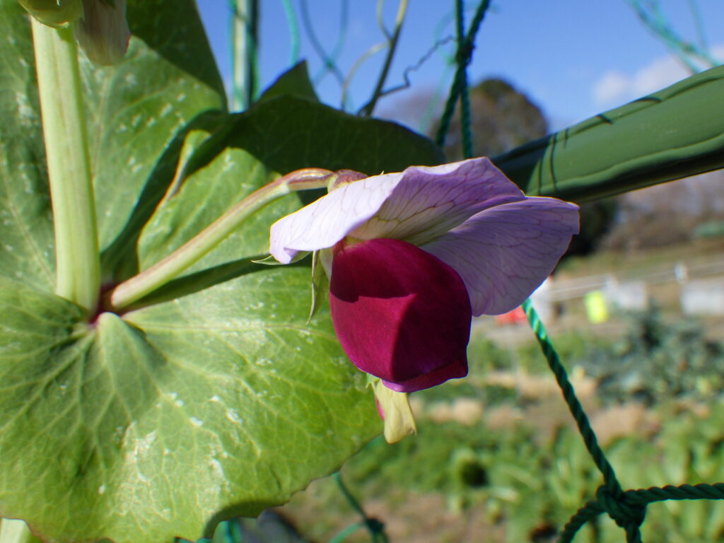 アカエンドウの花