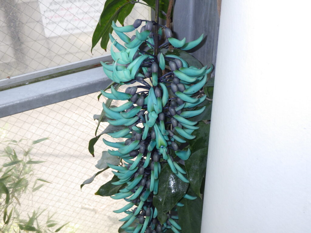 ヒスイカズラの花