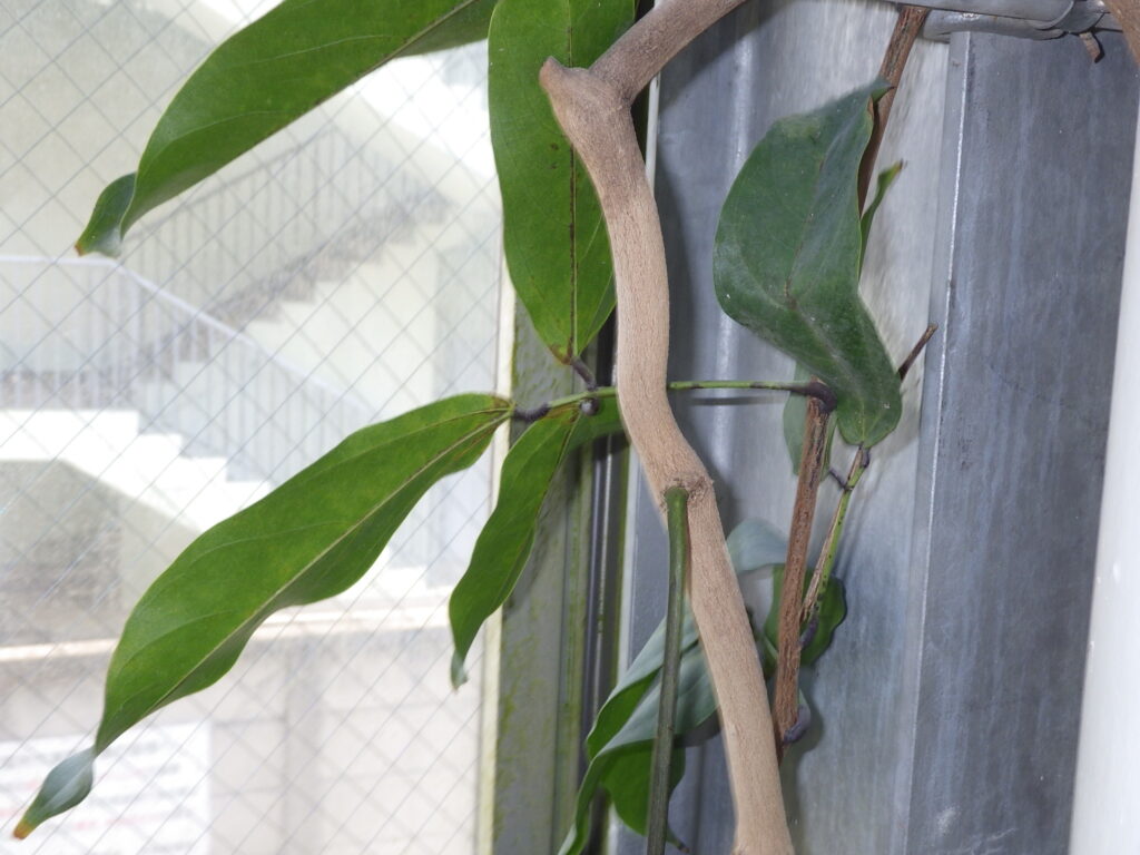 ヒスイカズラの葉