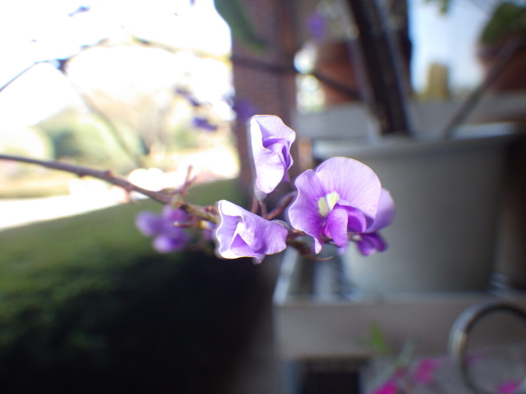 ヒトツバマメの花