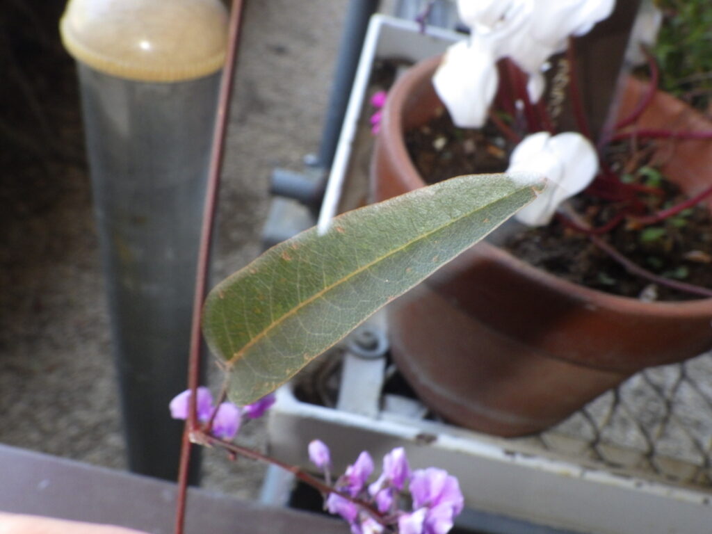 ヒトツバマメの葉上面