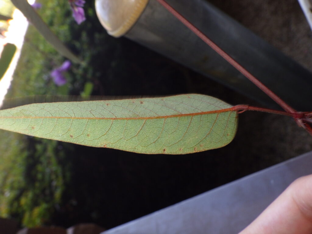 ヒトツバマメの葉下面