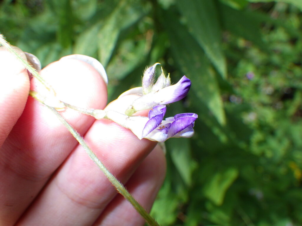 ヤブマメの花