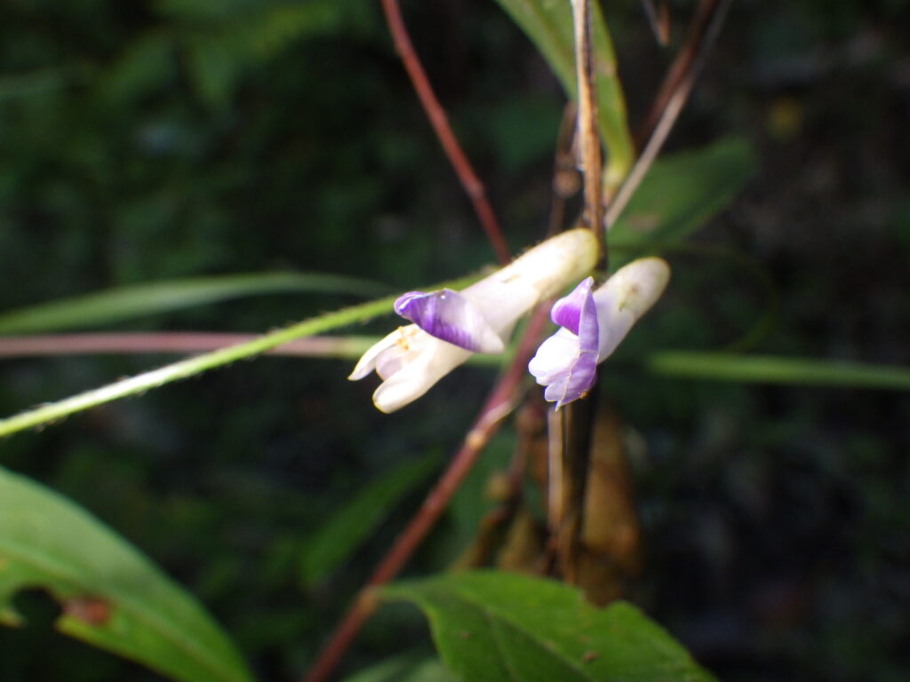 ウスバヤブマメの花