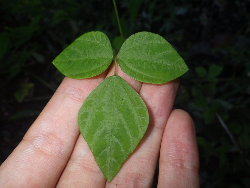 ウスバヤブマメの葉上面