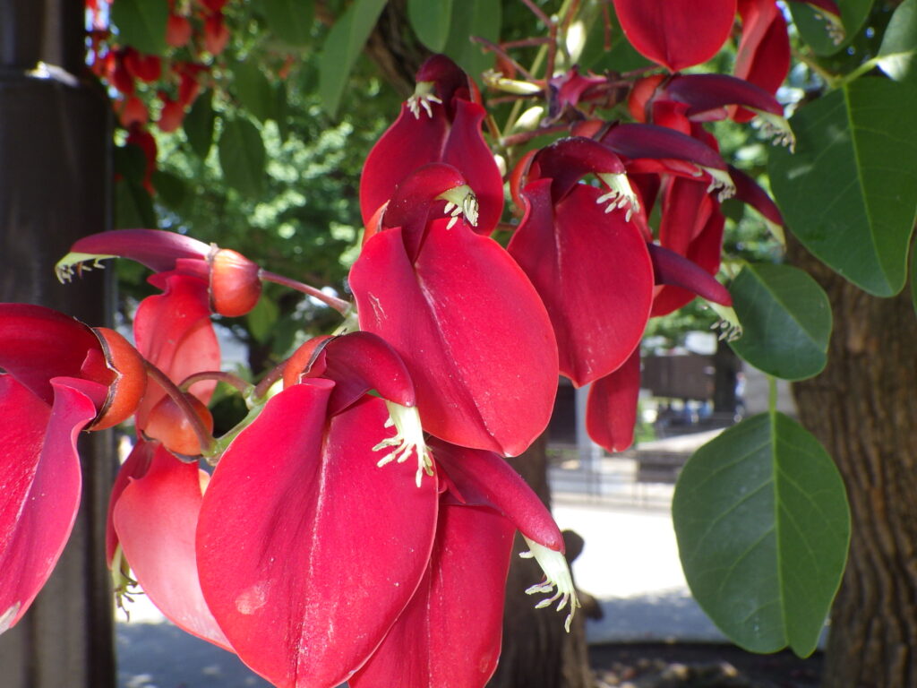 カイコウズの花