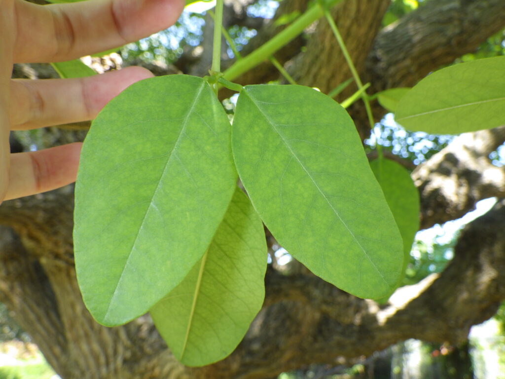 カイコウズの葉上面