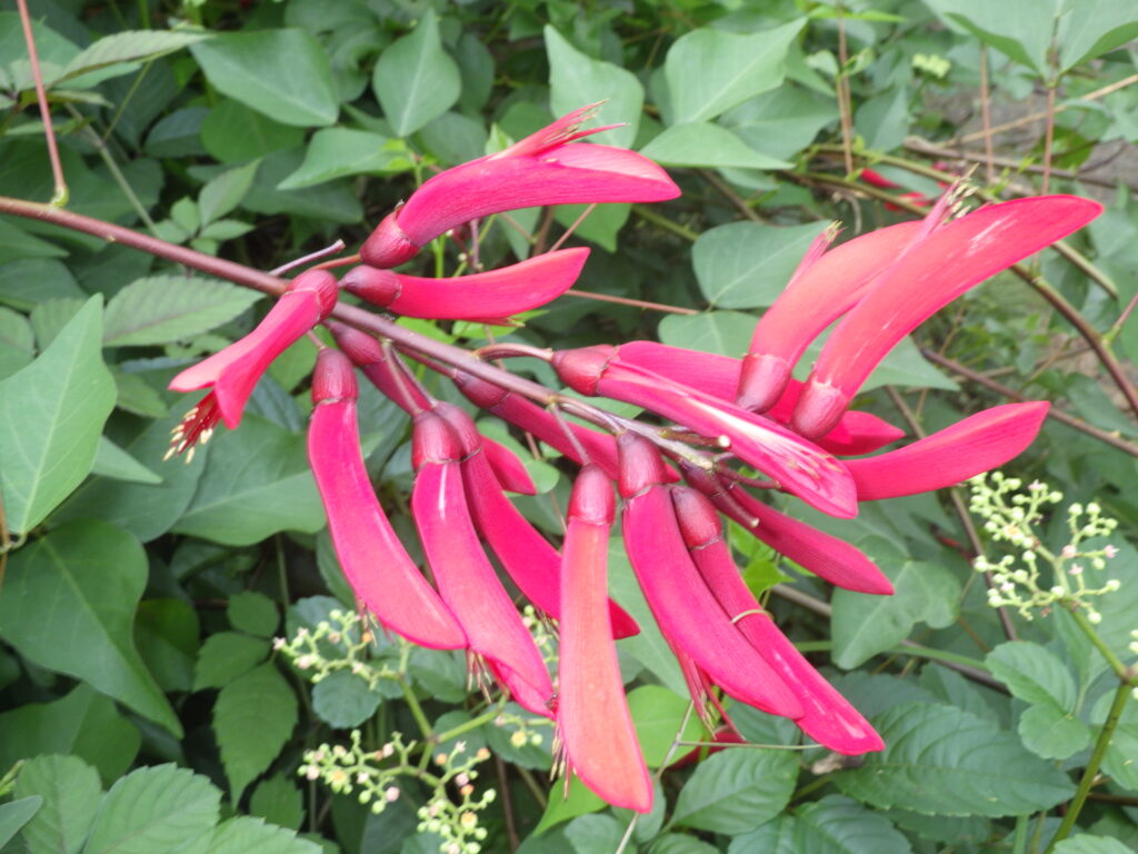 サンゴシトウの花