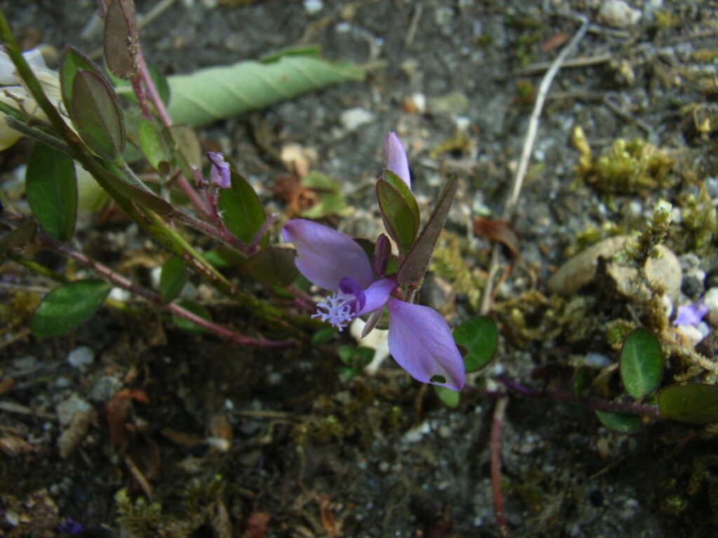 ヒメハギの花
