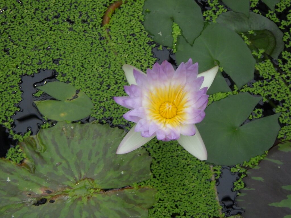 スイレン園芸品種'サマーレイン' Nymphaea 'Summer Rain'の花と葉（右）