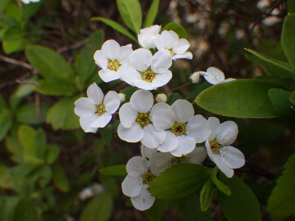 ユキヤナギの花