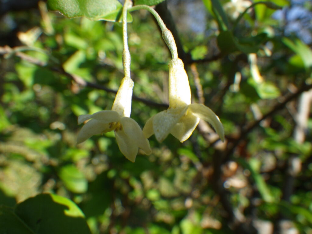 トウグミの花