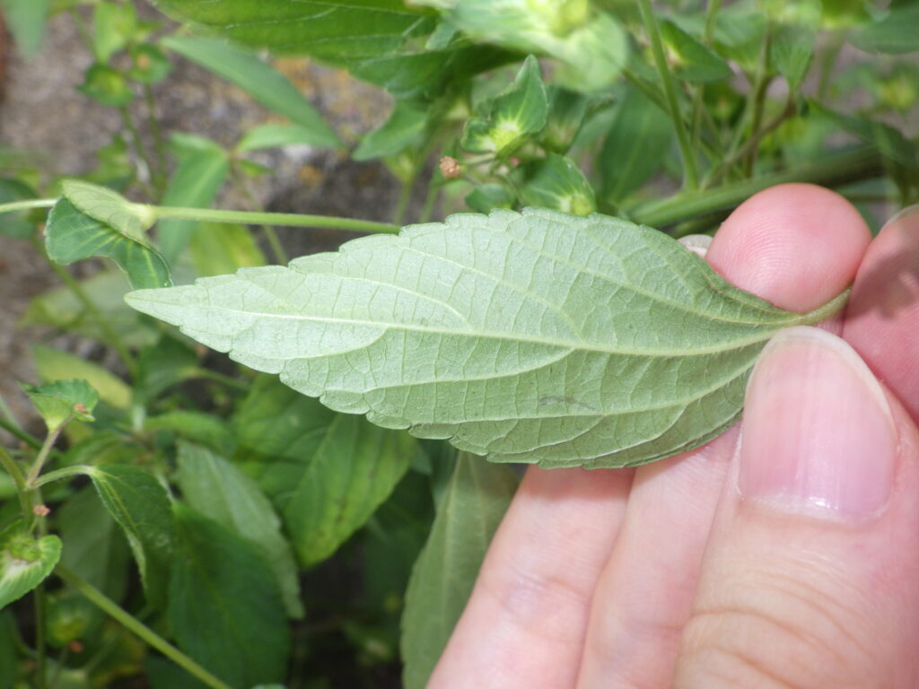 ナガバエノキグサの葉下面