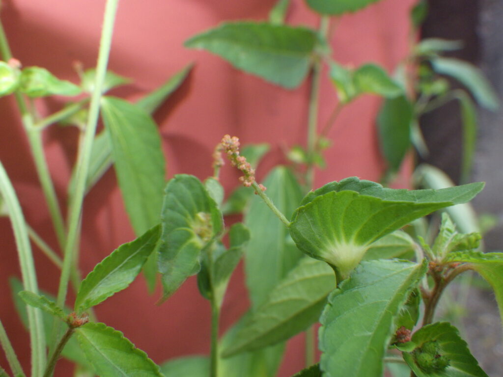 ナガバエノキグサの雄花