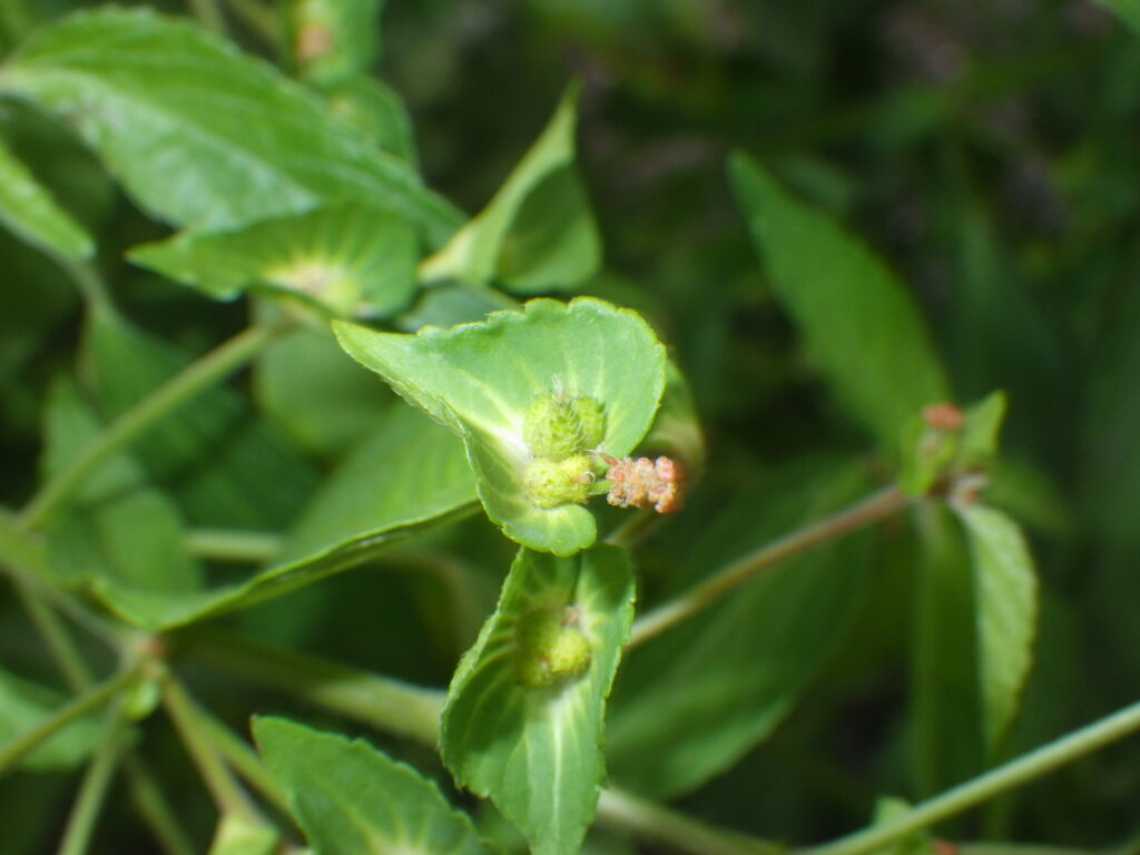 ナガバエノキグサの雌花