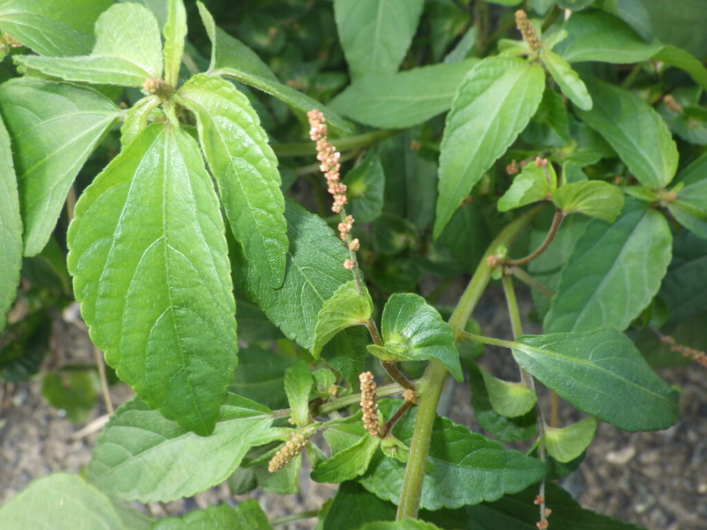 ビロードエノキグサの雄花と雌花