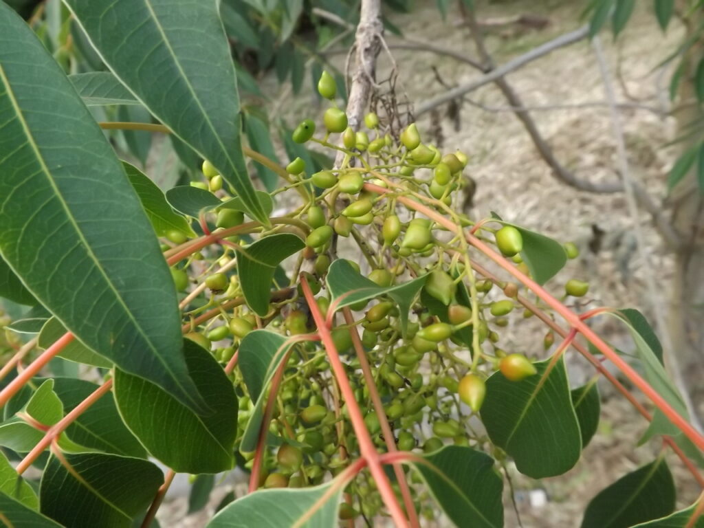 ハゼノキの果実