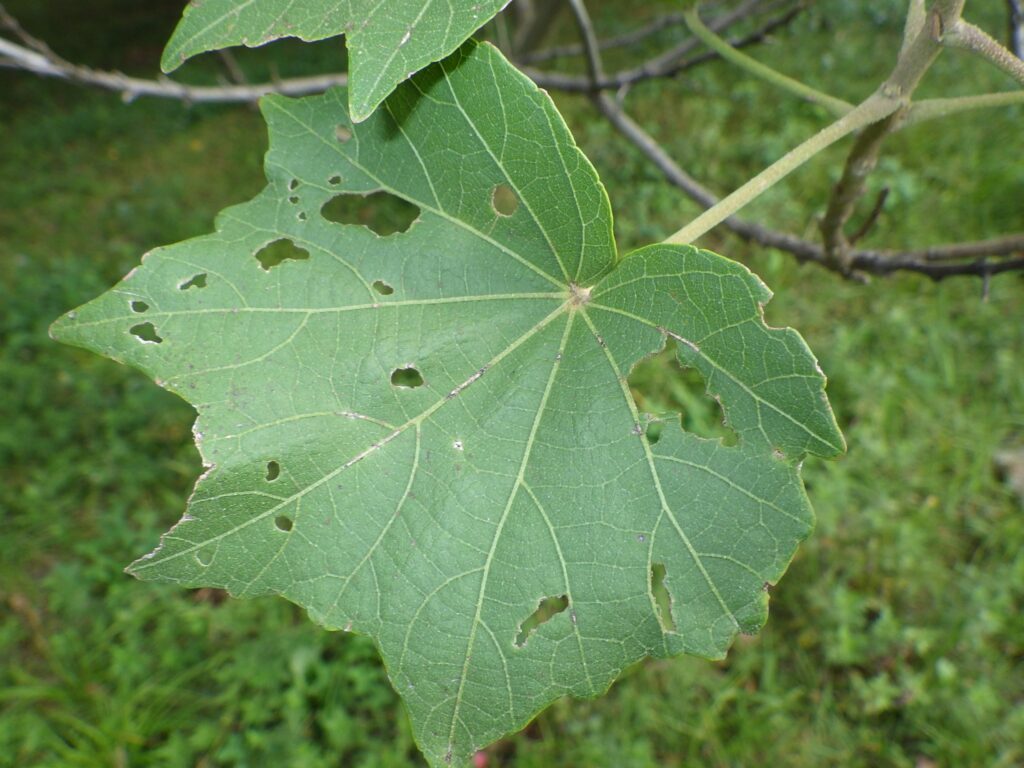Upper surface of a seven-lobed hibiscus leaf