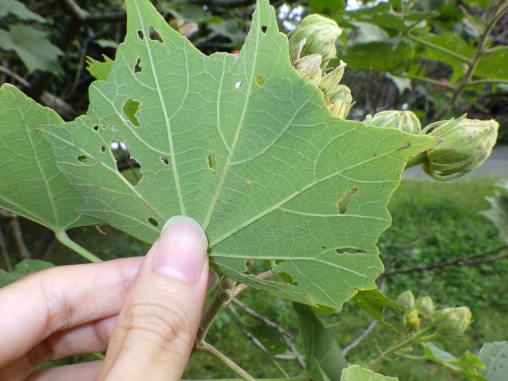Underside of a seven-lobed hibiscus leaf