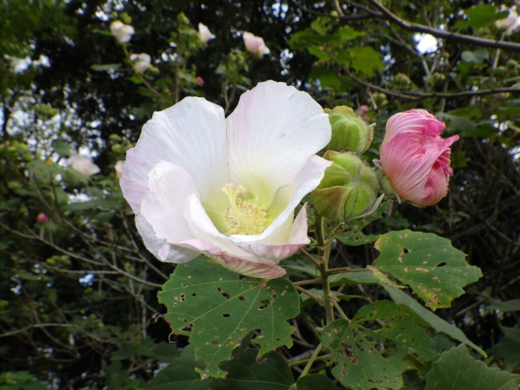 Hibiscus flowers: The color is somewhat pale, perhaps because they are just beginning to bloom.