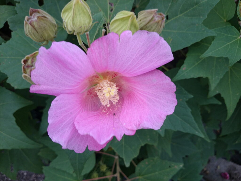 Hibiscus flowers