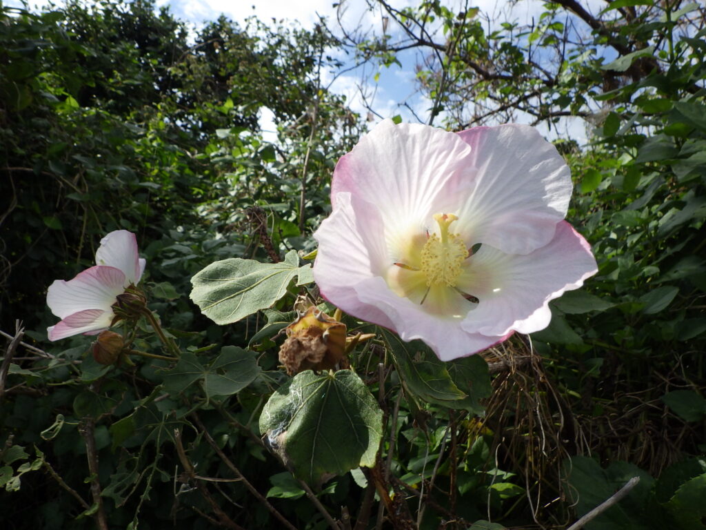 Sakishima hibiscus flowers