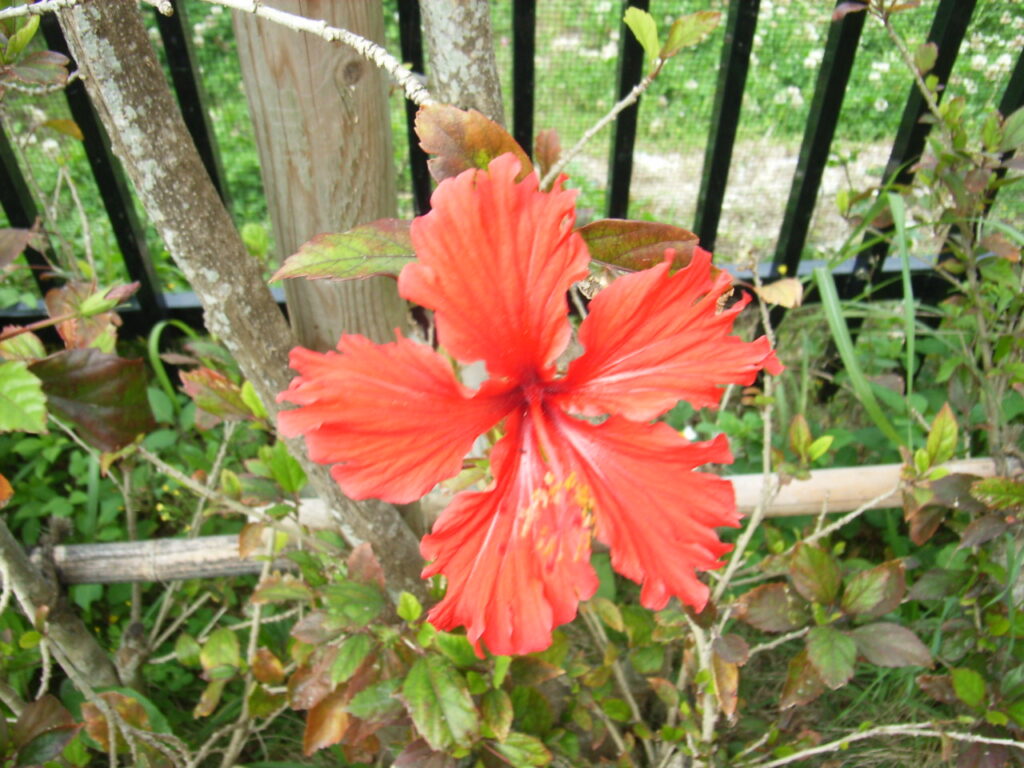 Hibiscus flowers: Sorry for the blurry photo.