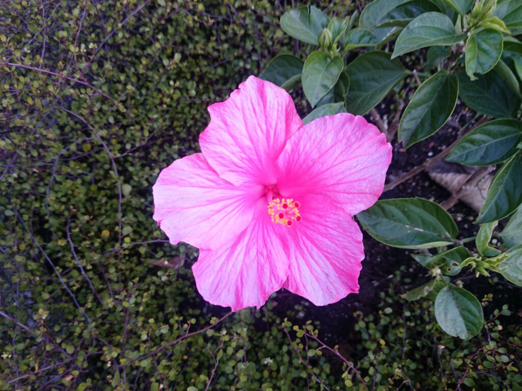 Hawaiian hibiscus (pink flower shape)