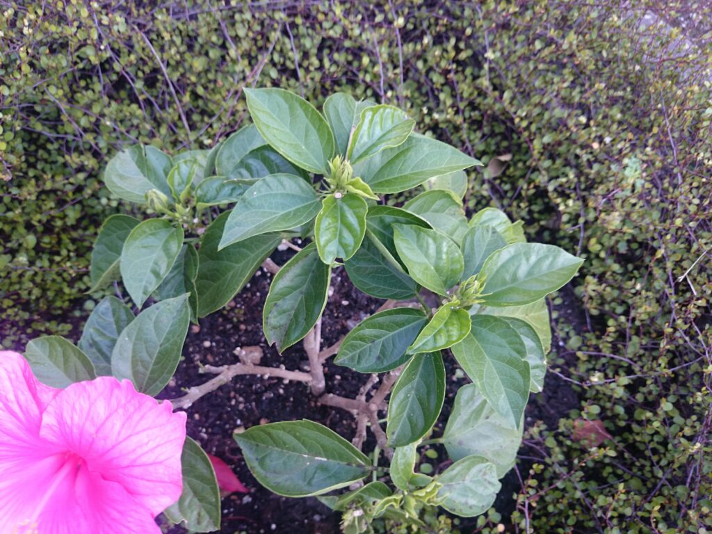 Hawaiian hibiscus (pink flower shape) leaves