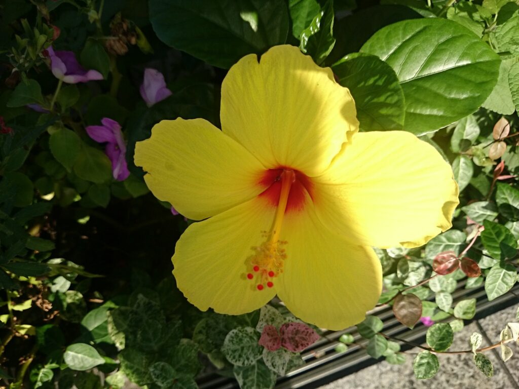 Hawaiian hibiscus (yellow flower type)