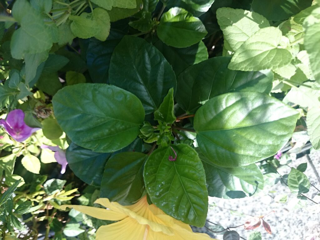 Hawaiian hibiscus (yellow flower type) leaves