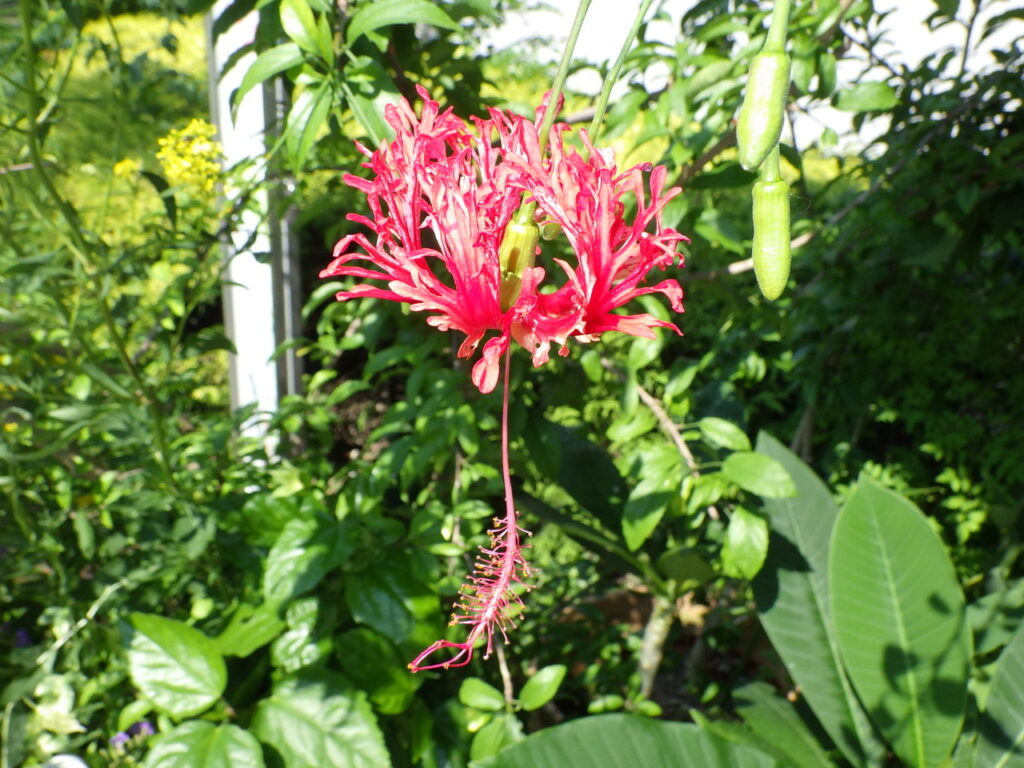 Flowers of the wind-bell hibiscus