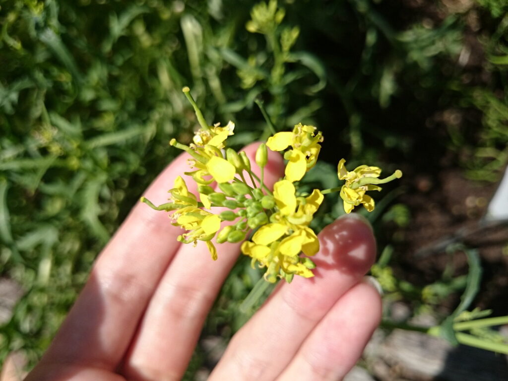 ミズナの花