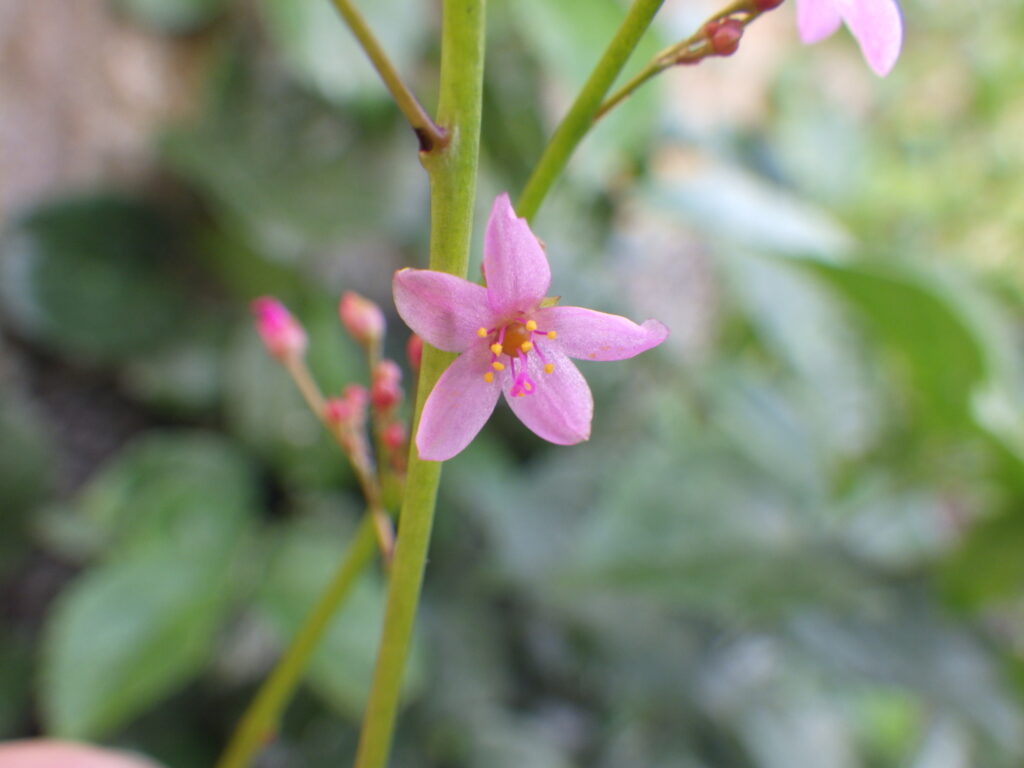 Portulaca grandiflora flowers: relatively small.